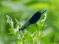 Gebaenderte Prachtlibelle [Calopteryx splendens]